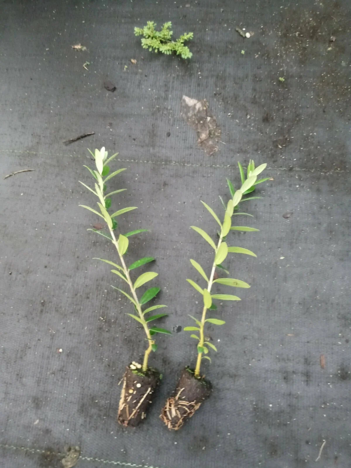 Olive Tree Starter Plants - 2-Pack - Arbequina Variety - Pesticide-Free - Non-GMO - 5 Inches Tall - Olea europaea