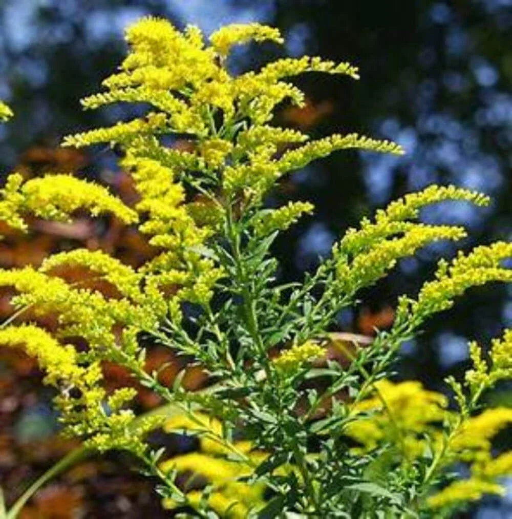 Goldenrod Plants - Perennial Flowering Herb - Solidago Altissima - Vibrant Yellow Blooms for Gardens and Landscaping