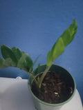 ZZ Plant - 8 oz Pot - Zamioculcas zamiifolia - Indoor Houseplant - Low Light Tolerant - Easy Care Greenery