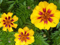 French Marigold Seeds, Dainty Marietta Variety, Attracts Butterflies & Hummingbirds, Tagetes patula