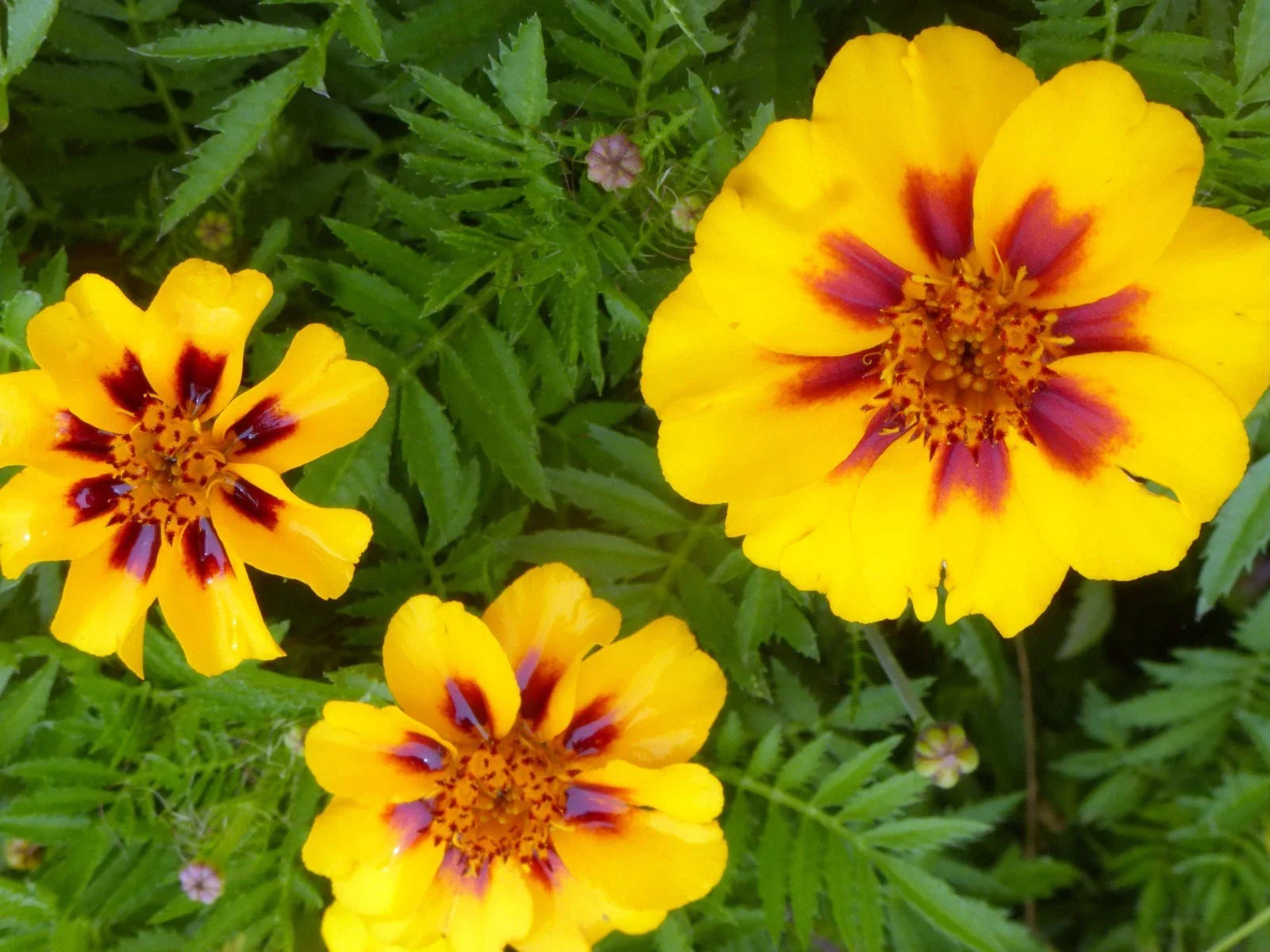 French Marigold Seeds, Dainty Marietta Variety, Attracts Butterflies & Hummingbirds, Tagetes patula