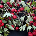 Hackberry Tree Live Bare Root Plants Set of 2 16+ Inches Celtis occidentalis Zone 3-9 Hardy Durable Trees for Birds