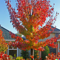 15 American Sweet Gum Tree Seeds - Liquidambar styraciflua - Free Shipping