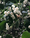 Farkleberry Tree Seedling Live Plant Rare Vaccinium arboreum Edible Shrub 15-25ft Drought-Tolerant Zones 6-9