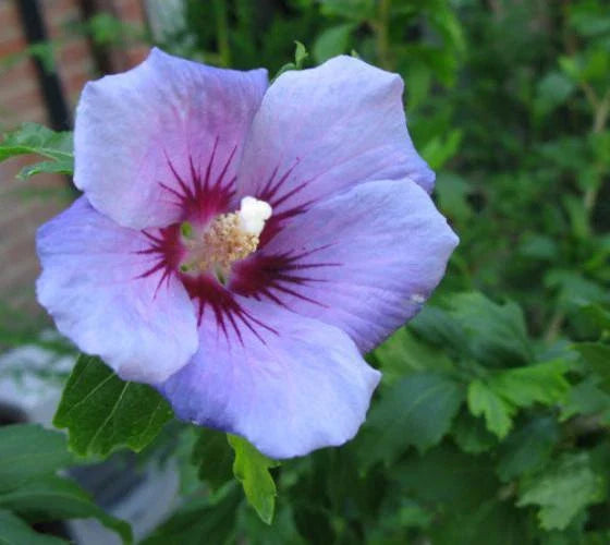 Blue Bird Hibiscus Starter Plant - Rose of Sharon - Althea - 7L Pot