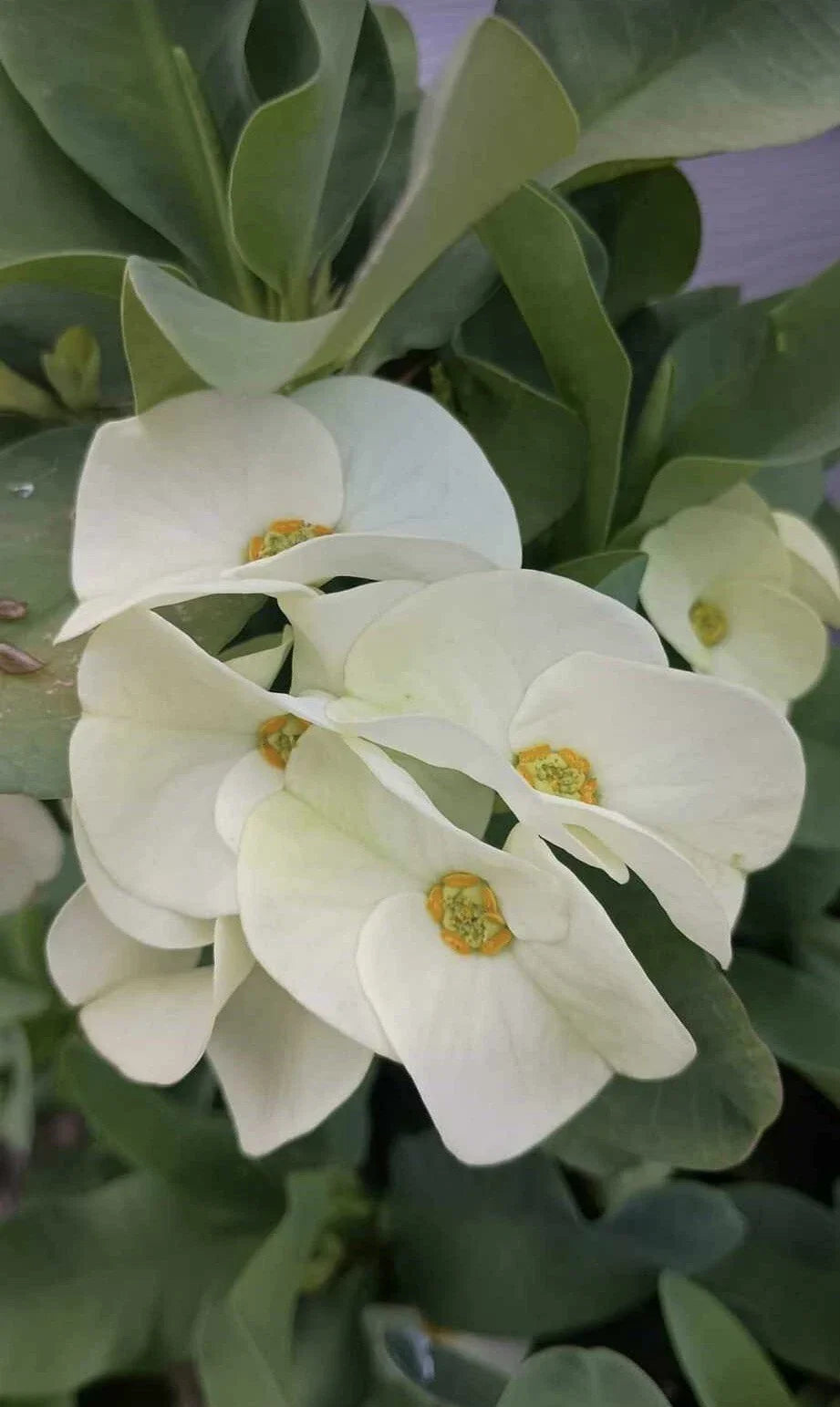 Large White Crown of Thorns Cutting - Euphorbia milii - 1 Count, No Roots