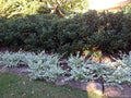 Saltbush Seeds for Planting - 50 Seeds - Landscape Bush Variety - Atriplex spp. - Made in USA