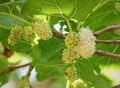 White Mulberry Seeds, 50 Count, Morus alba - Organic Fruit Tree Seeds for Home Gardening