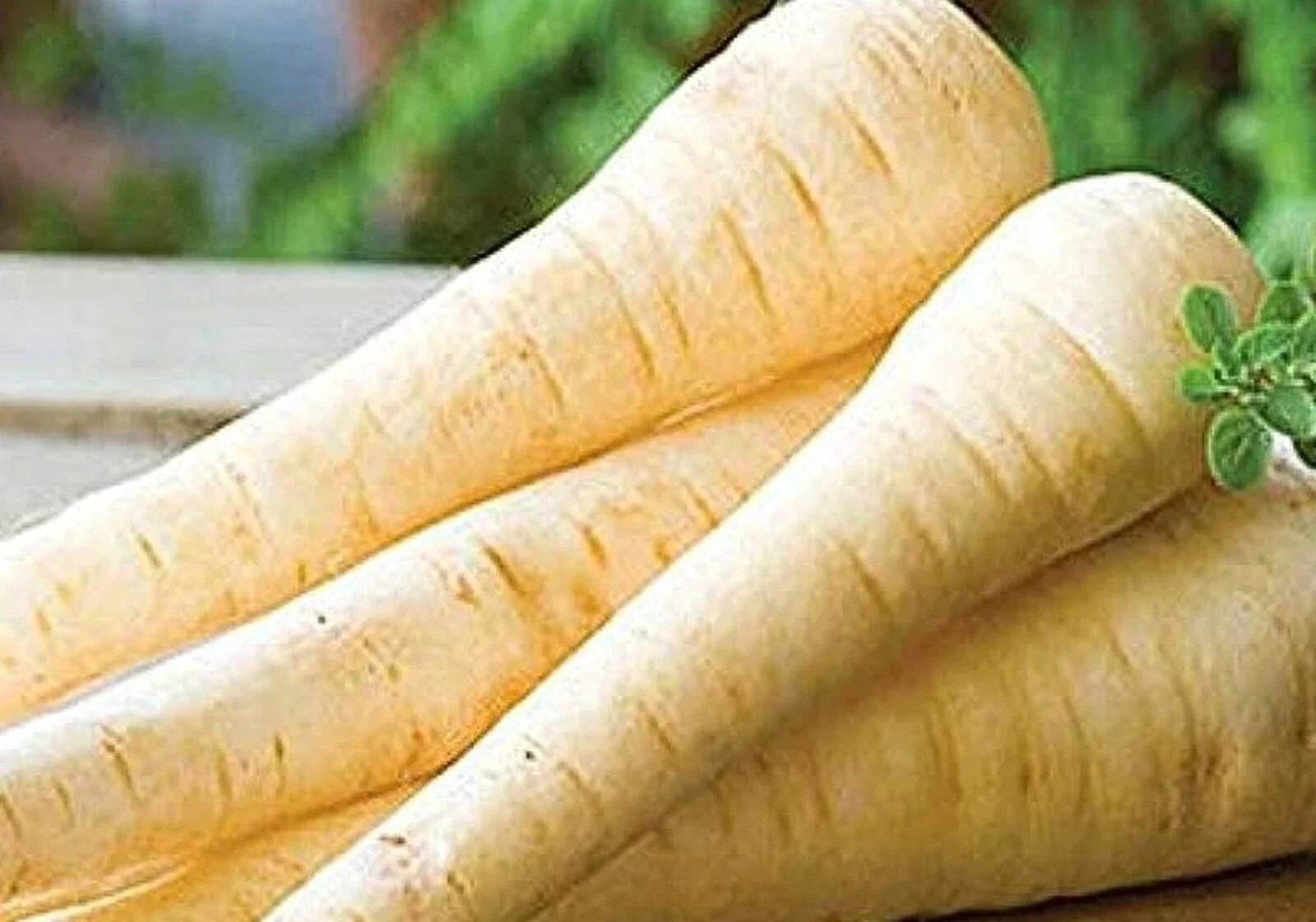 Hollow Crown Parsnip Seeds 300+ Non-GMO - Organic Vegetable Seeds for Home Gardening, Pastinaca sativa