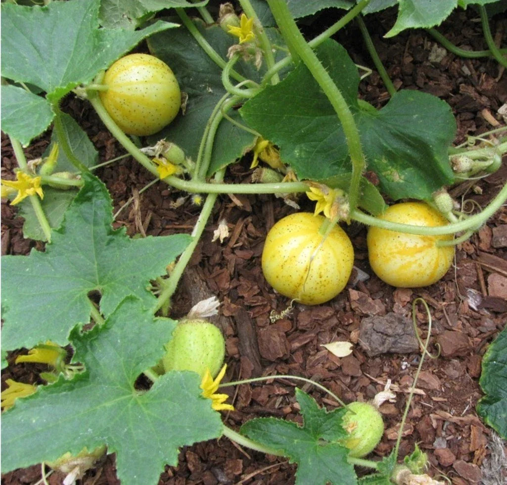 Lemon Cucumber Seeds - 30+ Non-GMO Heirloom, Cucumis sativus, USA 10/2024 Harvest