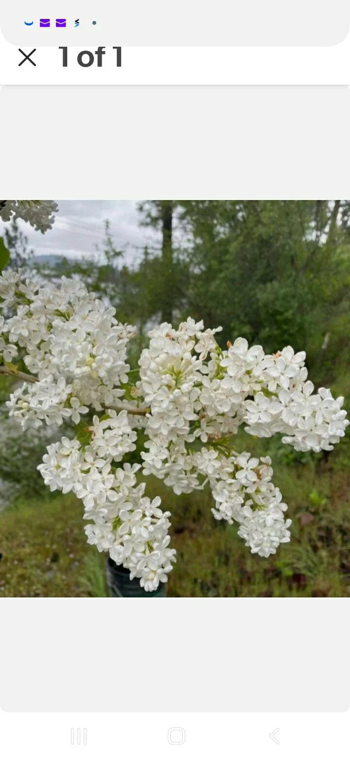 Bare Root Lilac Bush Jumbo Size White - Syringa vulgaris - 5 Plants with Planting Instructions