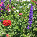 Hummingbird Wildflower Mix Seeds - Fresh Wildflower Seed Blend for Pollinators - Non-GMO Wildflower Mix