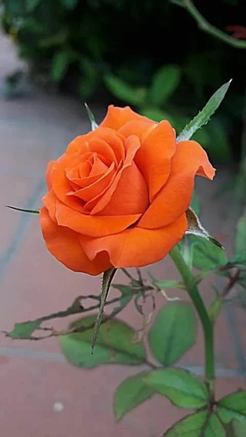 Orange Rose Seeds - 10 Perennial Flowering Bush Shrub - Rosa spp.
