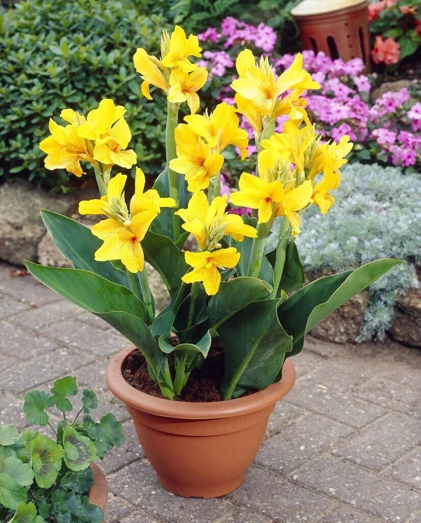 Large Canna Lily Bulbs Value Bag - Yellow Flowers - Canna indica