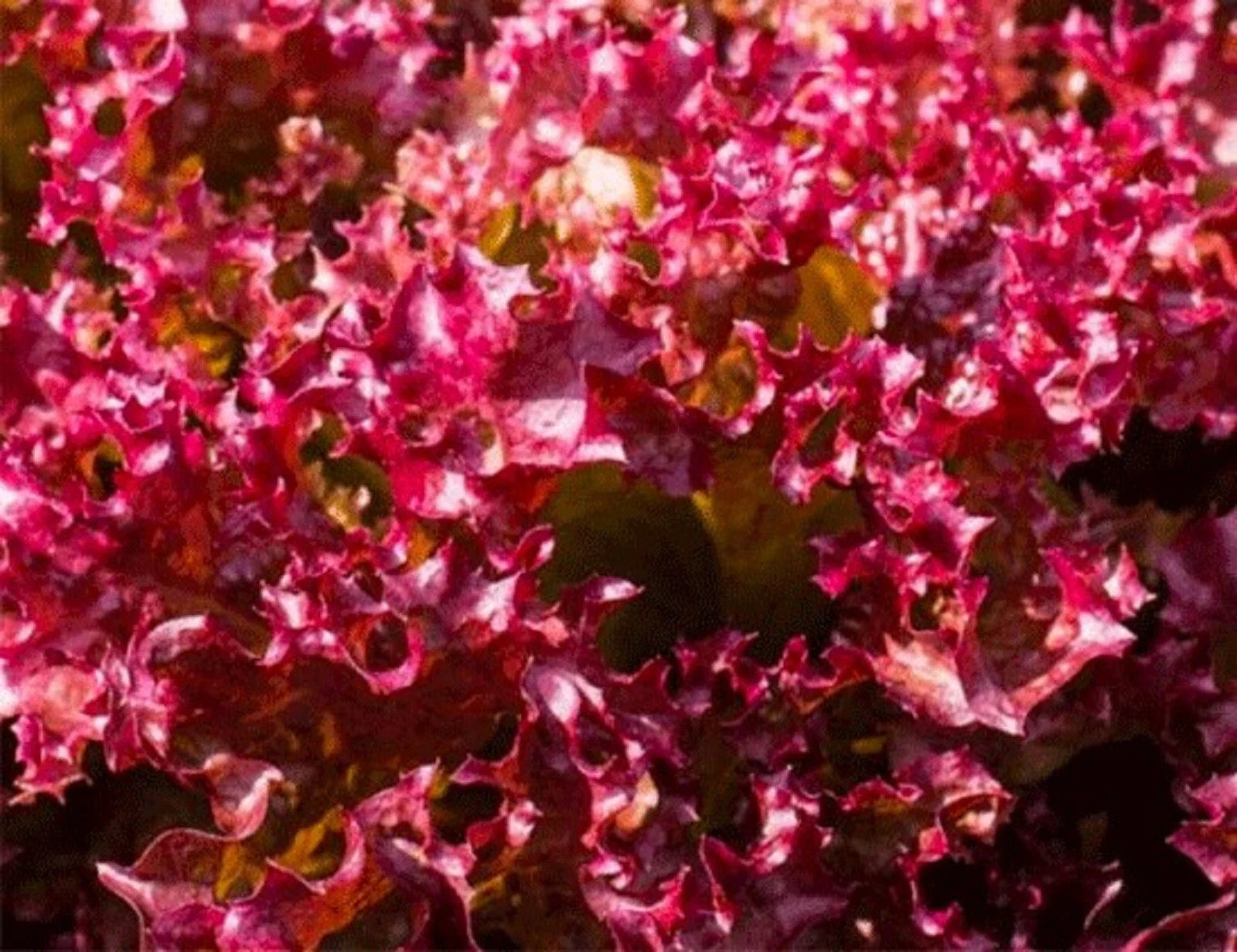 Selway Lettuce Seeds 500+ Non-GMO - Heirloom Variety for Home Garden (Lactuca sativa)