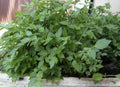 Water Parsley Plant - 17 Healthy Water Dropwort - Rau cần nước - Japanese Parsley - Water Celery (Oenanthe javanica)