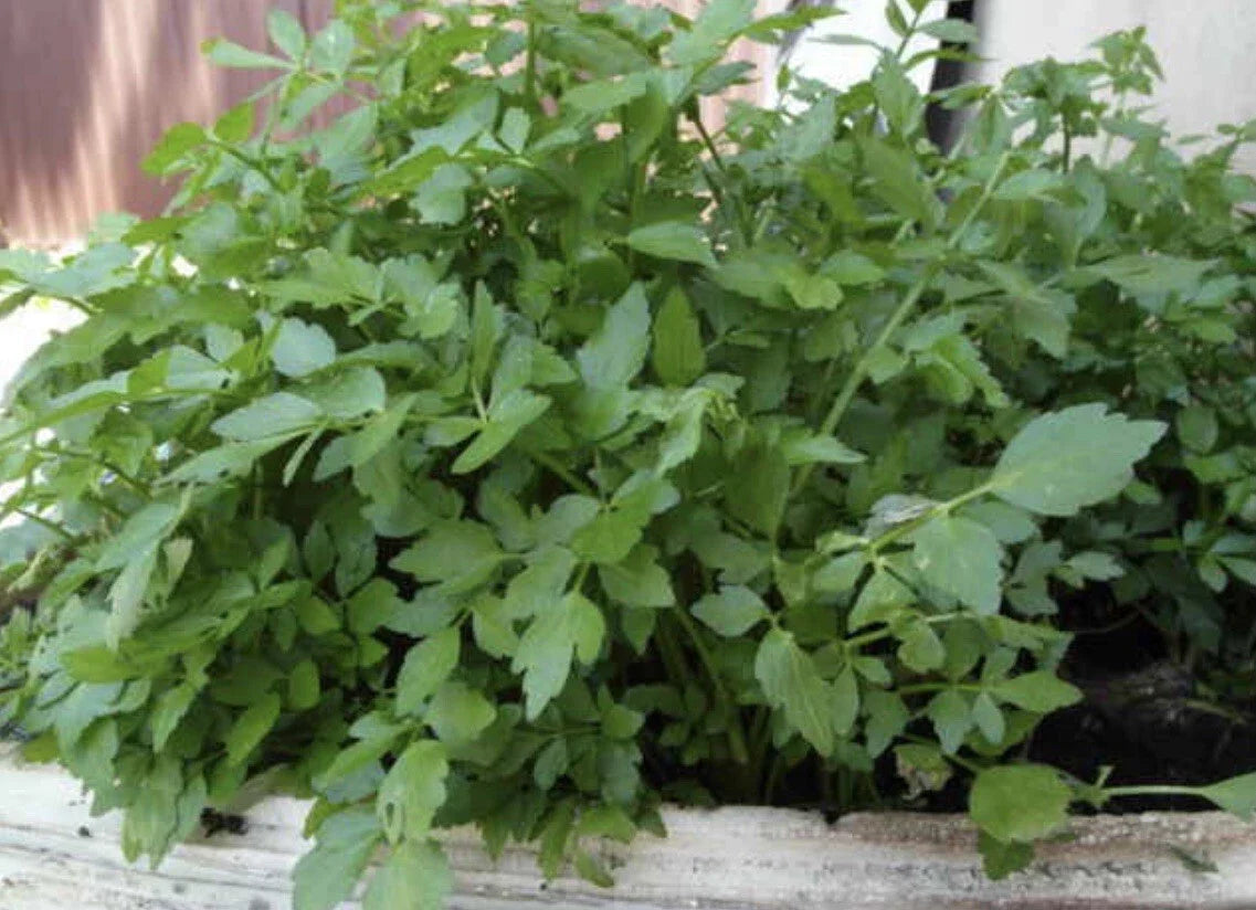 Water Parsley Plant - 17 Healthy Water Dropwort - Rau cần nước - Japanese Parsley - Water Celery (Oenanthe javanica)