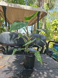 XL Philodendron White Wizard Plant 6" Pot Variegated Philodendron, Mature Indoor Houseplant