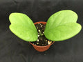 Hoya Kerrii 'Quilt Leaf' Rooted Plant 3" Pot Rare Heart-Shaped Succulent