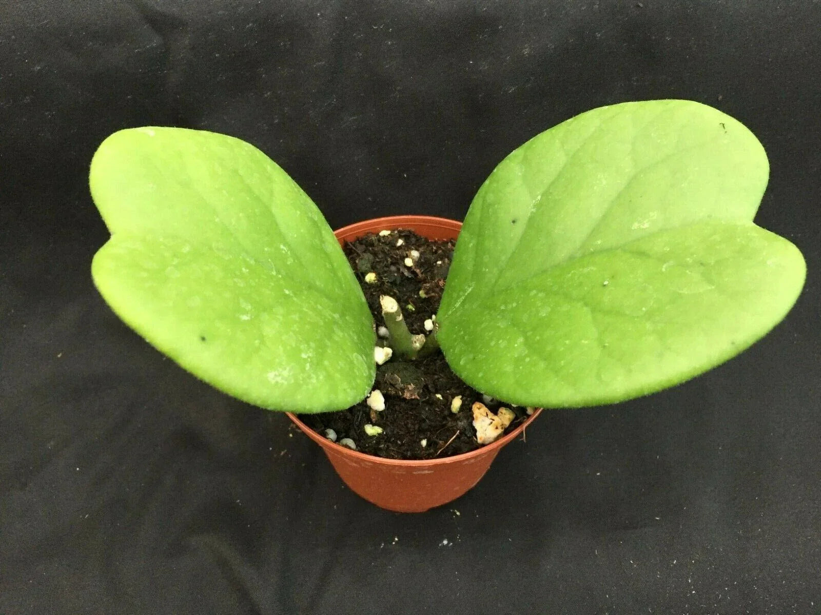 Hoya Kerrii 'Quilt Leaf' Rooted Plant 3" Pot Rare Heart-Shaped Succulent