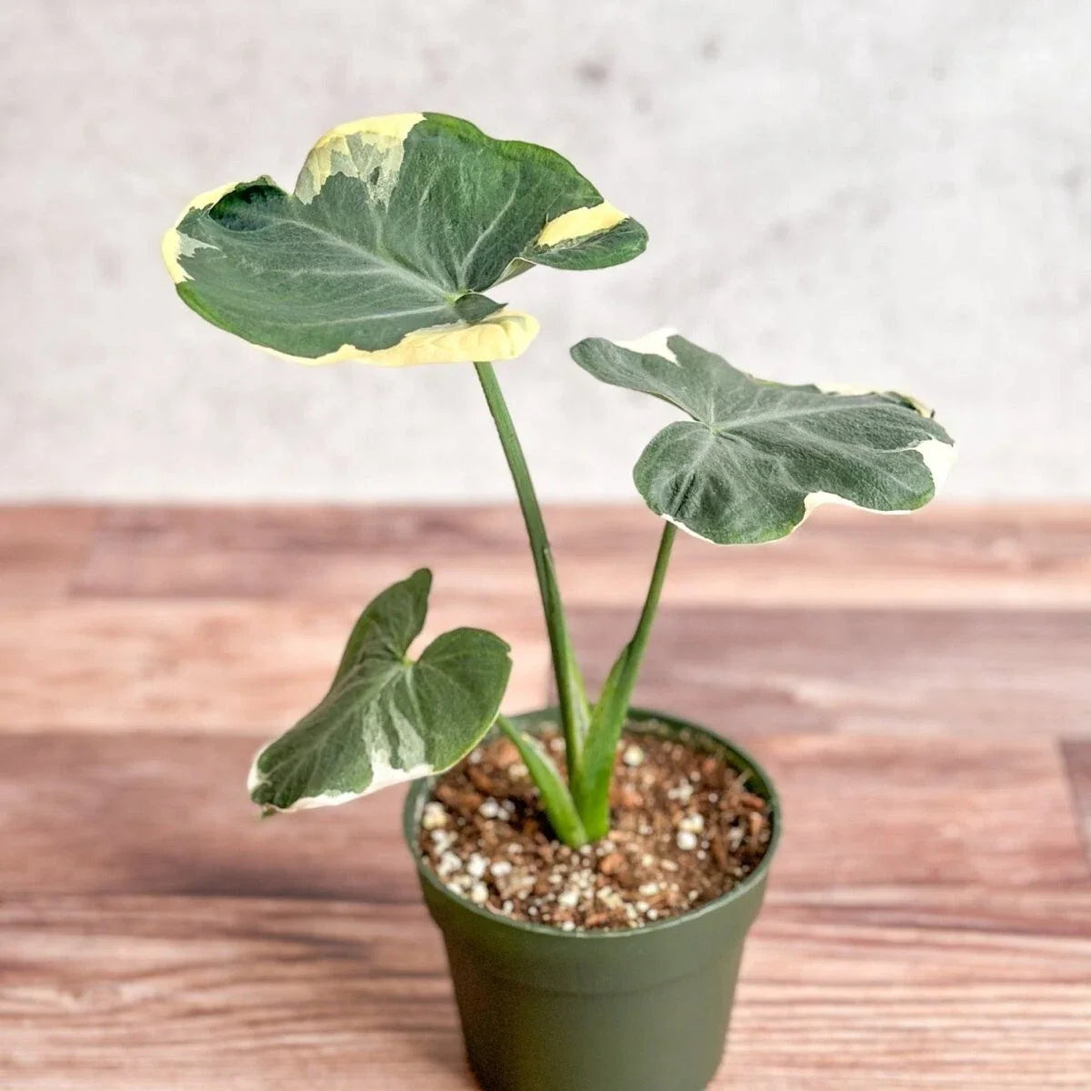 Mickey Mouse Upright Elephant Ear Plant - 2.5" Pot - Alocasia Xanthosoma - Unique Foliage