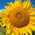 Mammoth Grey Stripe Sunflower Seeds | Giant Russian Sunflower Seeds | Helianthus annuus | 2025 Planting Season