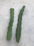 White Flesh Dragon Fruit Cuttings - 10”-12” Fresh Pitaya Succulent Cactus - No Root - Hylocereus undatus