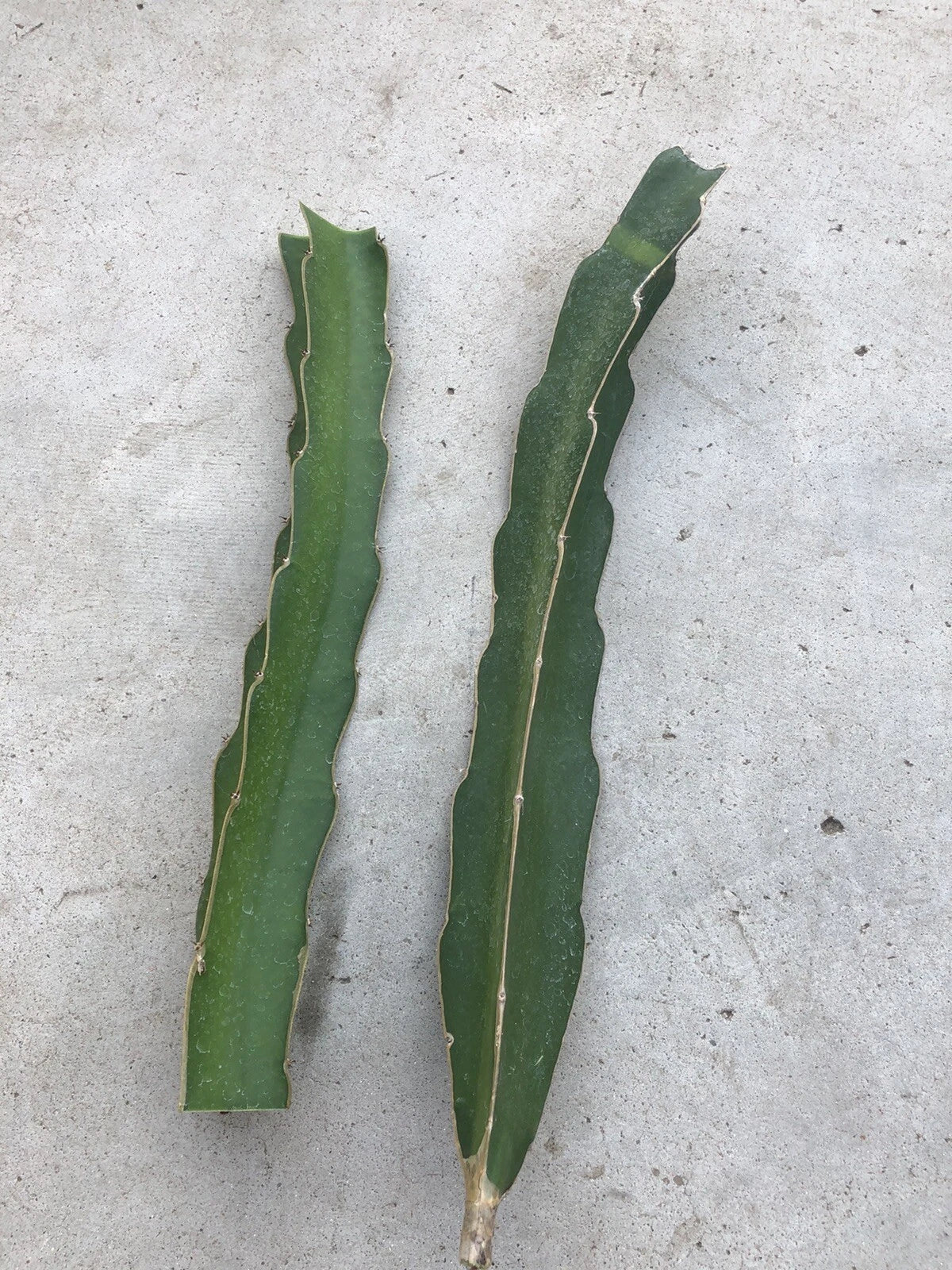White Flesh Dragon Fruit Cuttings - 10”-12” Fresh Pitaya Succulent Cactus - No Root - Hylocereus undatus