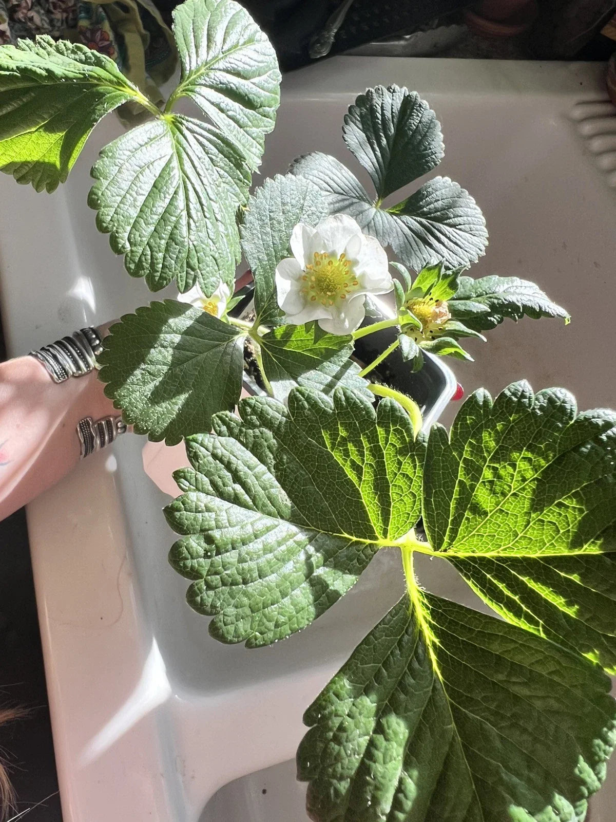Seascape Strawberry Seeds - 100 Count, Heat Tolerant Organic Berry Fruit, Fragaria × ananassa