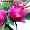 Dragon Fruit Cuttings - 6-10" Live Pitaya White Fruit - 2 Unrooted Cuttings - Fresh Plant for Home Gardening