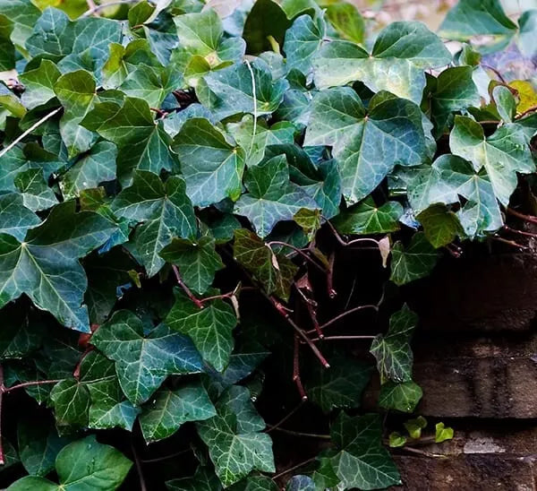 English Ivy Rooted Cuttings 6-8 Inches - Excellent Ground Cover for Hanging Baskets - Hedera helix
