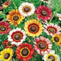 Painted Daisy Seeds | Heirloom Non-GMO Flower Seeds | Vibrant Blooms | Tanacetum corymbosum