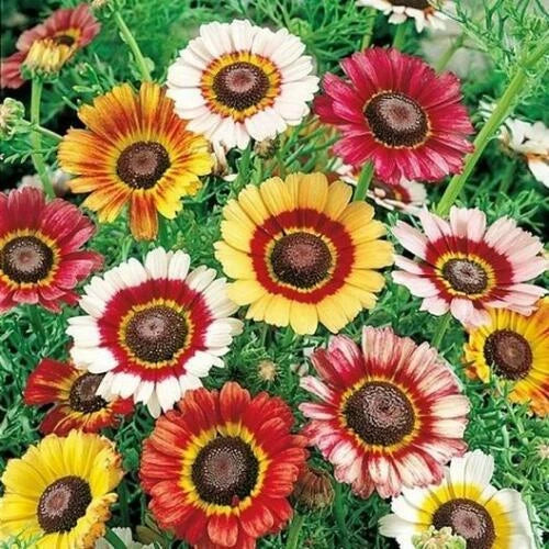 Painted Daisy Seeds | Heirloom Non-GMO Flower Seeds | Vibrant Blooms | Tanacetum corymbosum