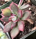 Succulent Echeveria Pulvinata 3" Fuzzy Plant Red Green - Echeveria pulvinata