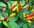 Heirloom Tabasco Pepper Plants - 3 Pack - 100% Organic - Grown in USA - Capsicum frutescens