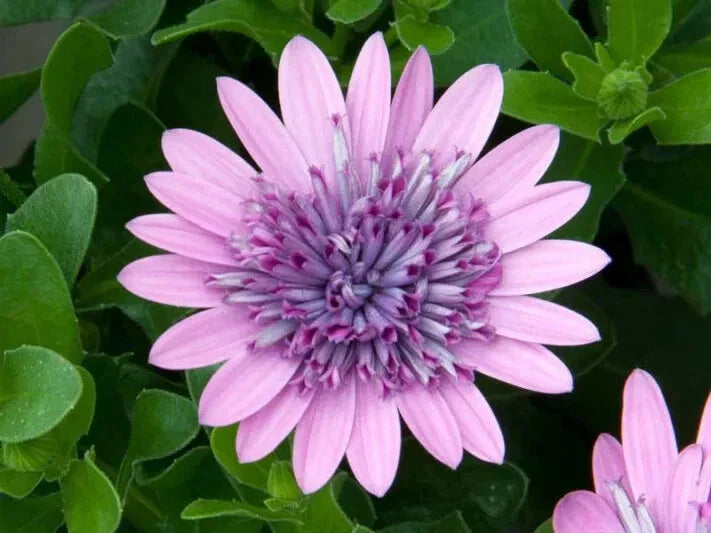 Cape Daisy Seeds - 50+ Purple & Pink - Dimorphotheca Sinuata - Garden Planting - USA - Free Shipping