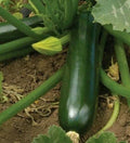 Zucchini Seeds 30+ Black Beauty Squash Culinary Vegetables Cucurbita pepo
