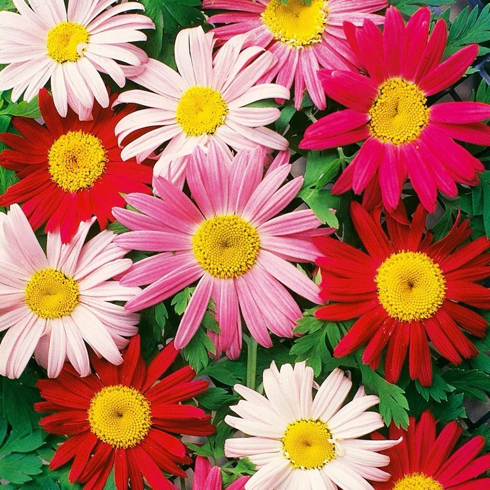 Daisy Seeds - 200 Count - Painted Variety - Chrysanthemum carinatum - Perennial Flowers for US Gardens