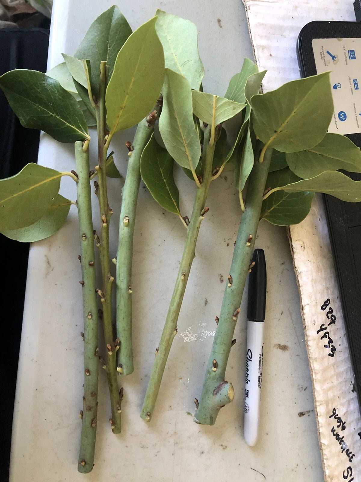 10 Bay Laurel Cuttings (Laurus nobilis) | Sweet Bay Herb Unrooted Starter Plants for Growing | Culinary, Medicinal, Aromatic