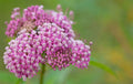 Swamp Milkweed 50 Seeds - Easy Grow Rose Milkweed - Asclepias Incarnata - Native Plant Seeds - Pollinator Friendly