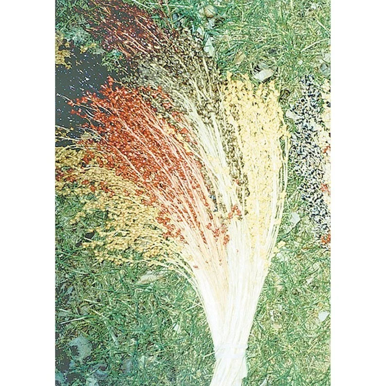 Broom Corn Seeds - 50 Multicolor Non-GMO Heirloom Seeds - Zea mays subsp. mays