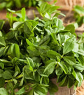 Fenugreek Herb Curry Powder, Non-GMO, Heirloom, Various Sizes, Trigonella foenum-graecum