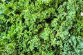 Dwarf Kale Seeds | 100+ Seeds | Dwarf Blue Kale for Planting | Brassica oleracea var. sabellica