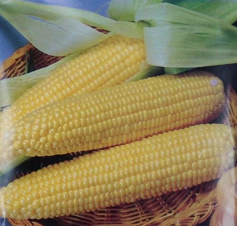 Iochief Yellow Corn Seeds 25 Pack - Sweet Non-GMO Heirloom Vegetable Garden Seeds - Zea Mays
