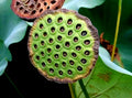 Sacred Lotus Flower Seeds - Edible Aquatic Water Lily - Nelumbo nucifera - Organic Plant Seeds for Gardens and Ponds