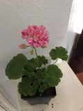 Geranium Ivy Live Plant Plug, Great Balls of Fire Pink, 8 Oz Pot, Ideal for DIY Planters, Pelargonium peltatum