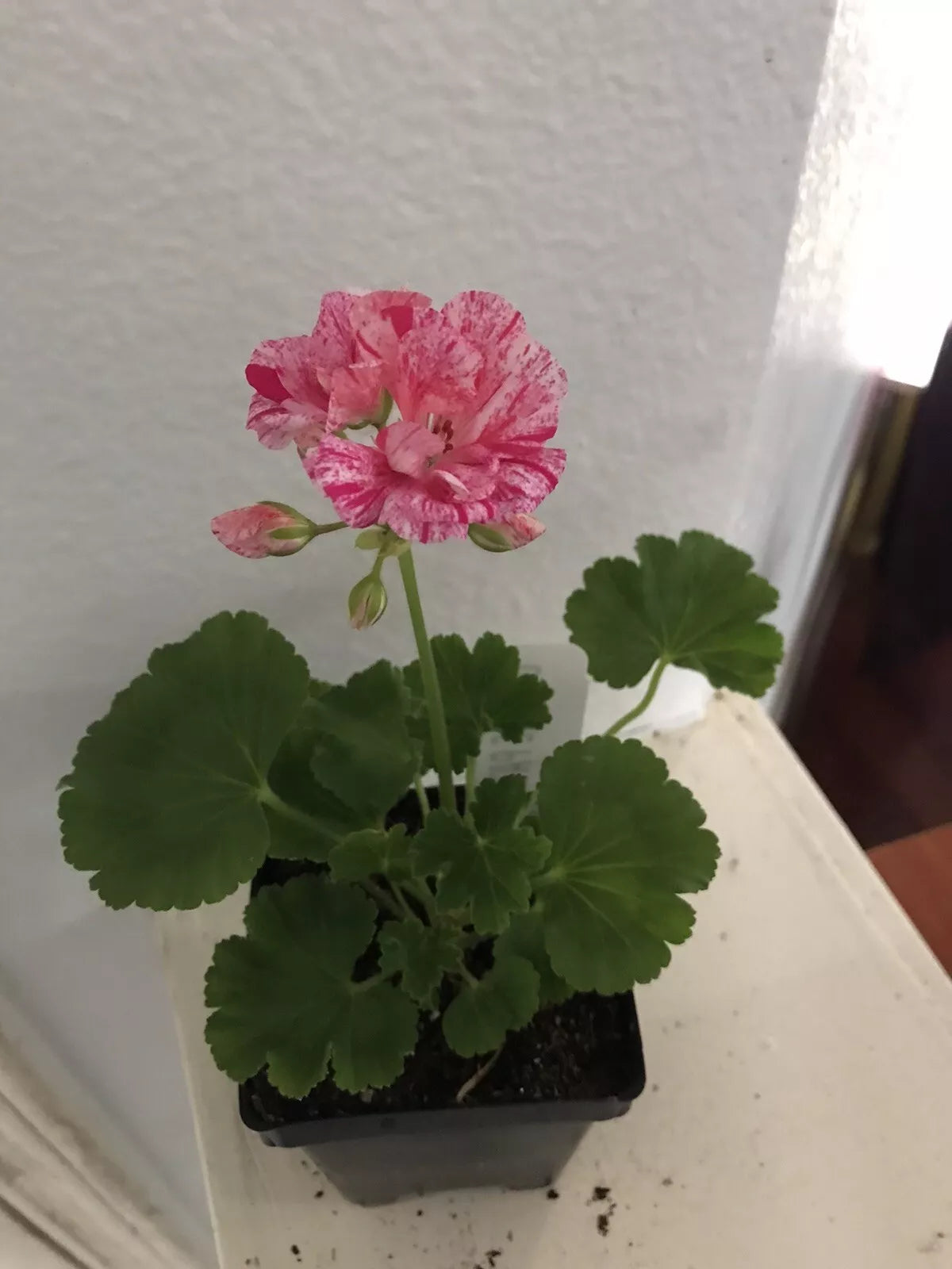 Geranium Ivy Live Plant Plug, Great Balls of Fire Pink, 8 Oz Pot, Ideal for DIY Planters, Pelargonium peltatum