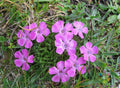 Glacier Carnation Seeds - 200+ Premium Seeds for Garden Planting - Dianthus caryophyllus - USA Free Shipping