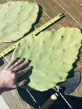 Opuntia Gomei Cuttings - Old Mexico Pear Cactus Pads 6”-10” - Succulent Plant for Home Garden