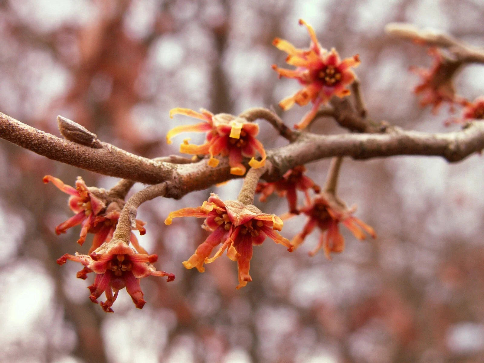 Vernal Witch Hazel Seeds, 15 Seeds, Hamamelis vernalis, Native Flowering Plant for Garden, Early Spring Bloomer